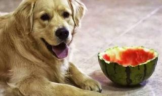 狗狗可以吃西瓜吗 狗狗能吃西瓜吗
